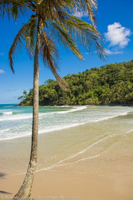 Imagem de um coqueiro e ao fundo a Praia de Jeribucaçu.